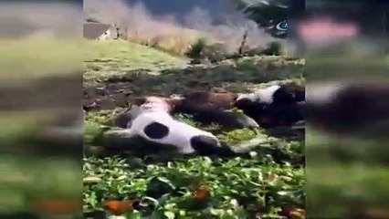 Aç kalan domuz köye inince köpeklere yem oldu