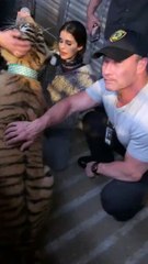 العثور على نمر مفقود والشرطة تحذر من تربية هذه الحيوانات في المنزل