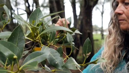 Mapping project confronting Australia's colonial past
