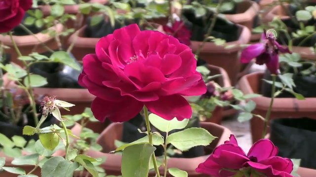 ŞANLIURFA - Coğrafi işaret tescilli 'karagül'ün ömrü Harran Üniversitesinin çalışmasıyla uzayacak