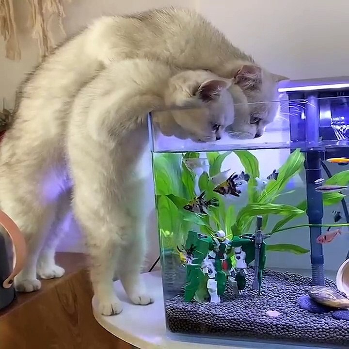 Best Of Elevator Pranks | Ultimate Elevator Funny Scare Prank Compilation 2016