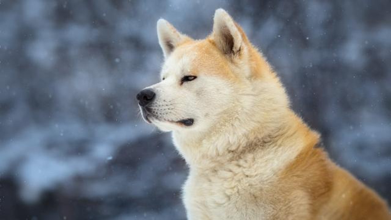 Stasera in tv, Hachiko su Rete 4: la curiosità sul cane che non sapevi ancora