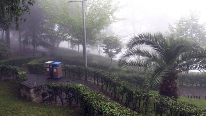 TRABZON - Sis etkili oldu