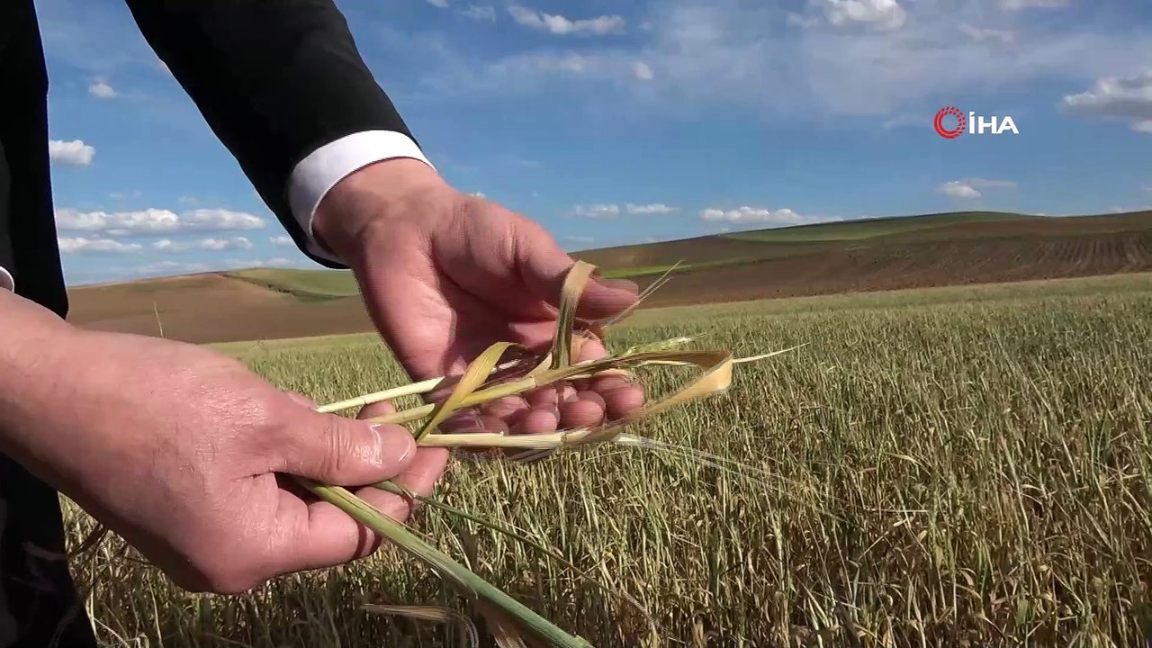 Tarımda kuraklık tehlikesi, arpa üretimi olumsuz etkilendi