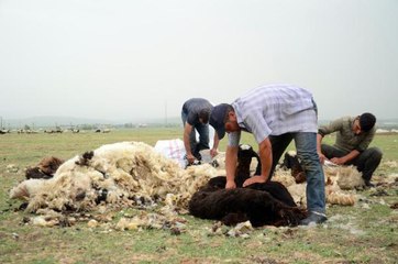 MUŞ YAYLALARINDA KOYUN KIRKIM ZAMANI