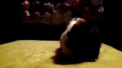 CAVIA PORCELLUS TURMERIC 102_4824