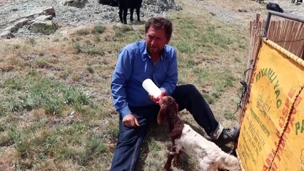 KARAMAN - Sarıkeçili Yörükleri'nin zorlu göçü devam ediyor