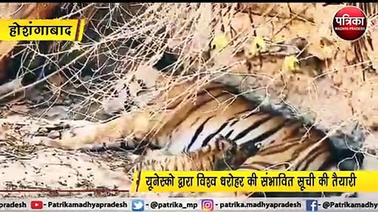 सतपुड़ा टाइगर रिजर्व में वन मंत्री ने अपने मोबा...