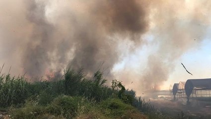 Yerleşim yerlerine yakın olan sazlık alanda çıkan yangın panik yarattı