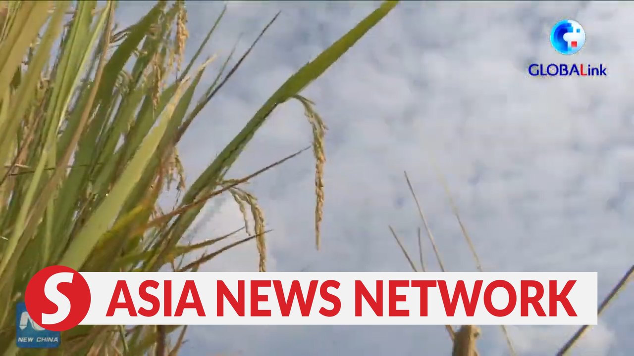 Experts mourn death of China's ‘father of hybrid rice’