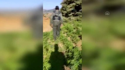 110 bin kök Hint keneviri ve 19 kilogram esrar ele geçirildi