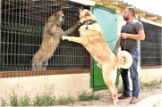 Sivas'ın ünlü Kangal köpeğini Karaman'da yetiştiriyor