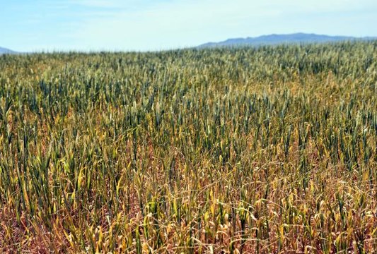 KIRIKKALE - İç Anadolu'da kuraklık hububat üreticilerini endişelendiriyor