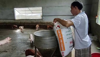 Trang Trại Lợn Siêu Nạc