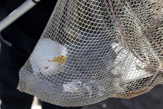 5 katlı binanın çatısındaki yaralı martıyı ölümden itfaiye ekipleri kurtardı