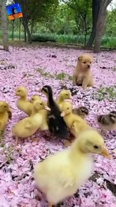 Cute puppy playing with chicken