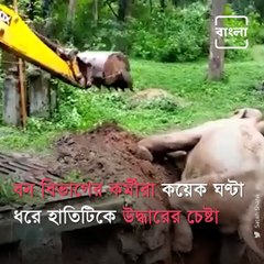 Officials Rescue Elephant Calf Stuck In Mud Puddle