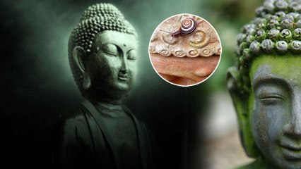 108 డైడ్ Snails On Buddha's Head బుద్ధుడి రింగుల జుట్టు రహస్యం| #LordGautamaBuddha | Oneindia Telugu