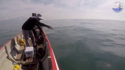 Casting di Karang Dangkal Umpan Kecil dimakan Ikan Besar