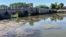 EDİRNE - Su seviyesi azalan Tunca Nehri'nin bazı kesimlerinde yosunlar yüzeye çıktı