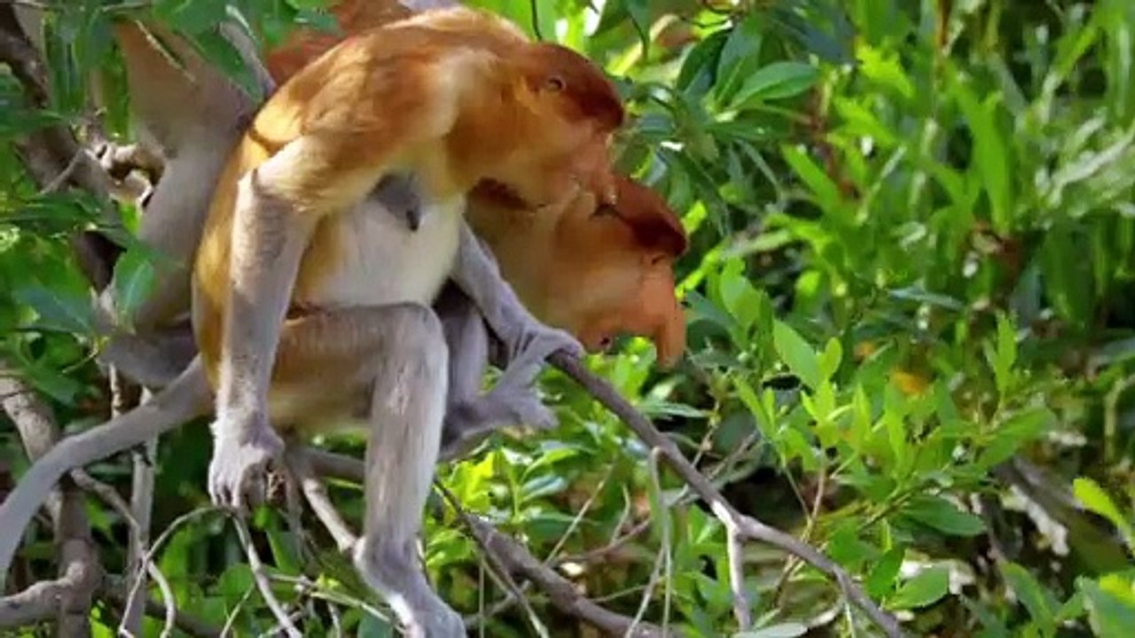 Proboscis monkey jumps into poisoned crocodile river