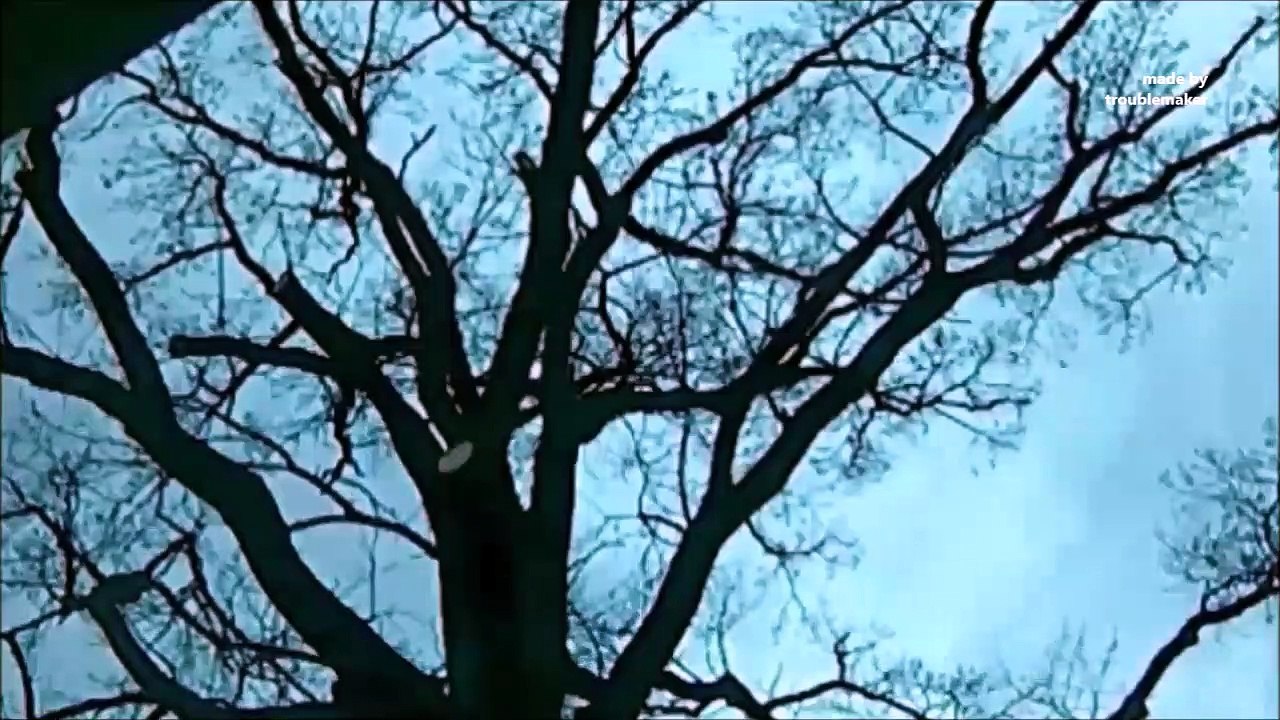 finished  Tree