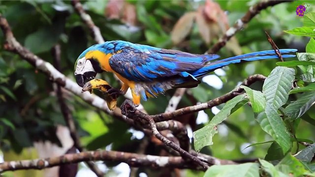 15 Minute Deep Healing Music | Birds | Calming | Soothing | Relaxing | Meditation | Positive Energy | Peaceful | Anti-Depression | Instrumental | Slow | Sleep | Study