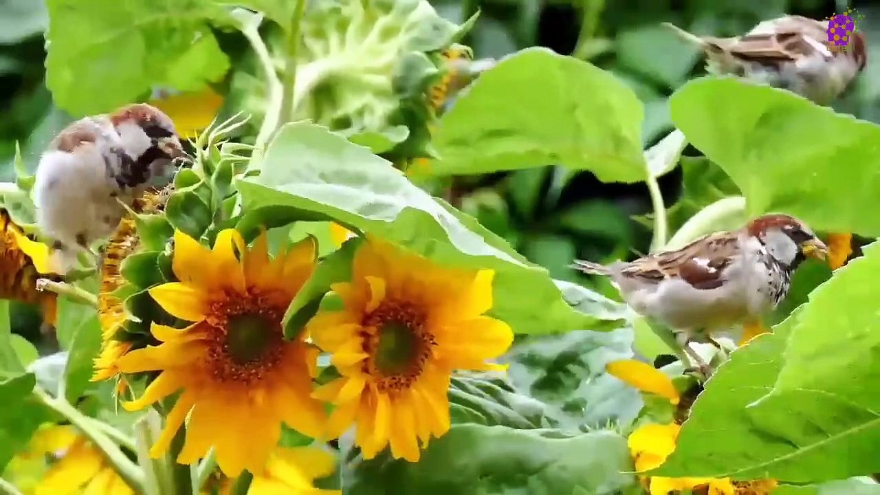 15 Minute Relaxing Music for Anxiety Relief | Stress-Relief | Instrumental | Slow | Nature | Beautiful | Soothing | Healing | Calming | Positive Energy | Flowers | Birds