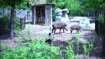 Le parc zoologique de Paris rouvre ses portes avec de nouveaux pensionnaires