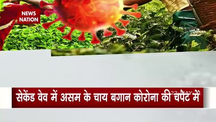 असम के चाय बागानों में कोरोना से 12 लोगों की मौत