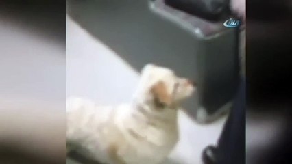 Sokak köpeği otobüs kullanıyor!