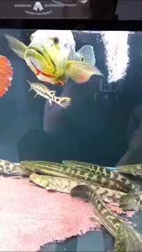 Ce poisson devient fou quand il voit un objet qui tourne