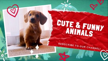 Funny Cats Compilation, May 2021 _smiley_cat_ _sparkling_heart_ _rolling_on_the_floor_laughing_ Cute and Funny Animals ( 1080 X 1920 )