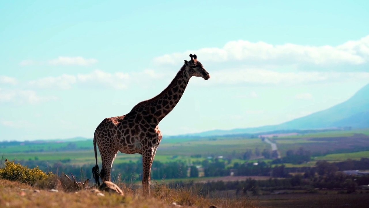 Diviners - Savannah (feat. Philly K) [No Copyright Release]