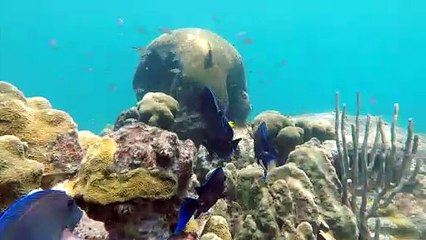 The beautiful sea world is an interesting view