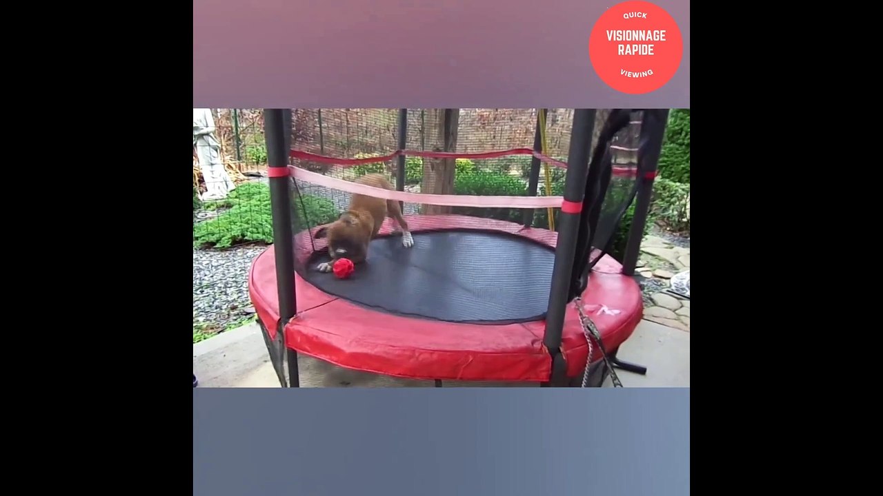 compilation chien boxer