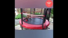 compilation chien boxer