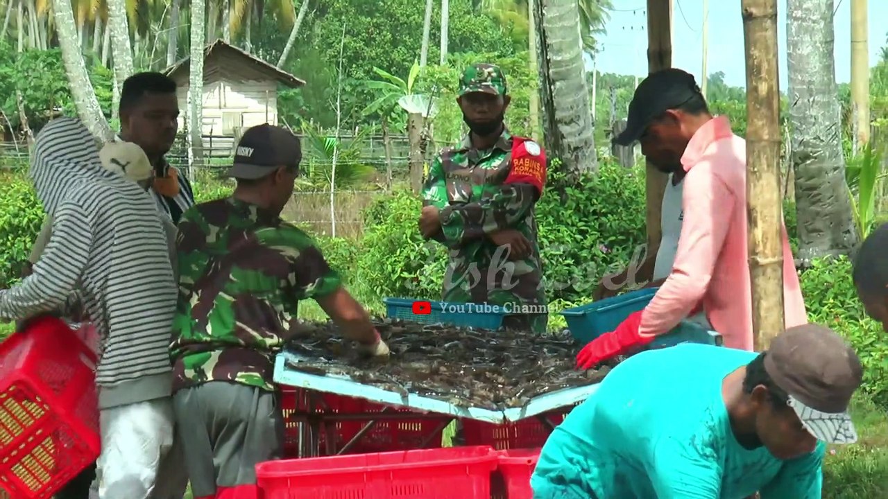 Panen Udang Vanname Terbanyak di Meulaboh Aceh Barat
