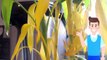 Lucky Bamboo Plant Care In Water And Soil | Bamboo Plant Turning Yellow