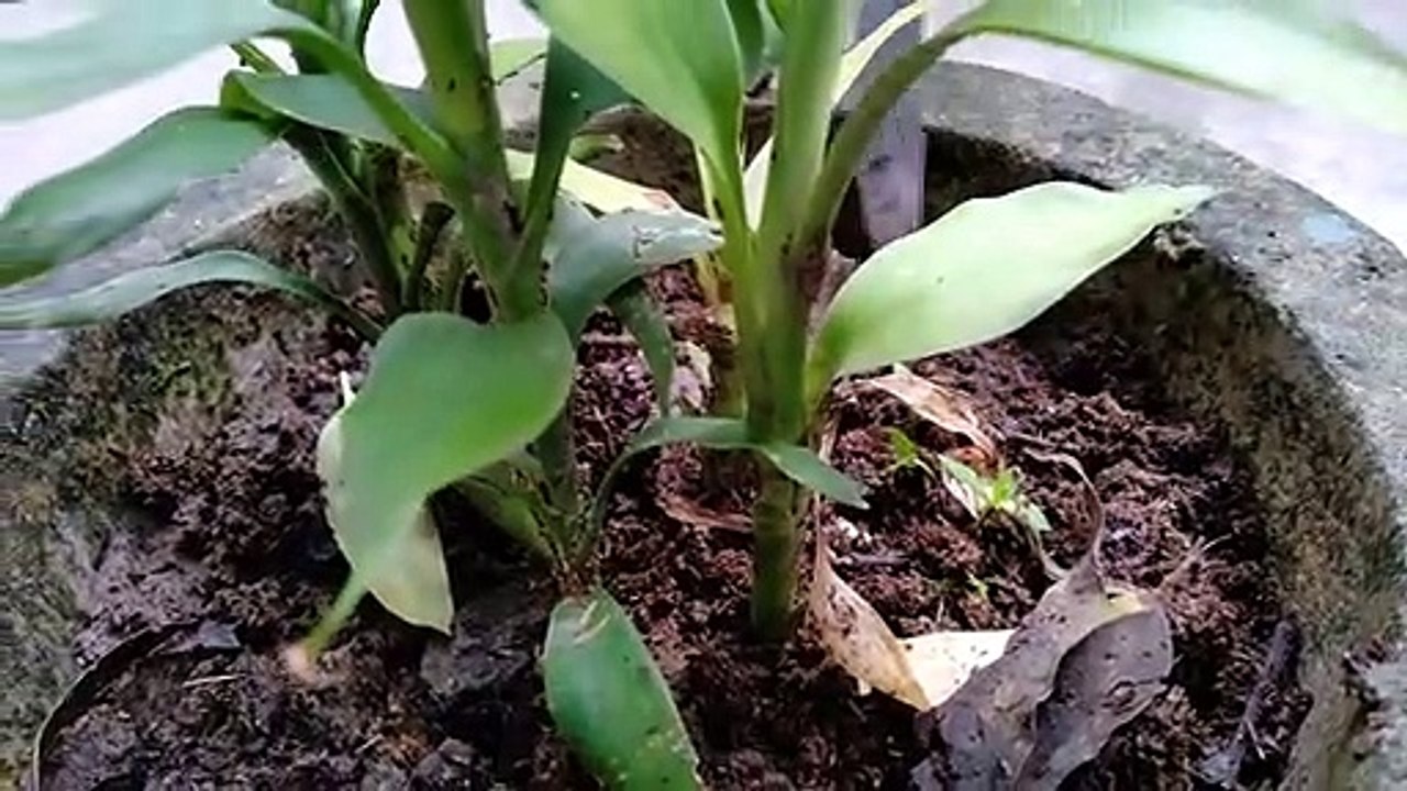 How To Grow Lucky Bamboo Plant In Soil/ लकी बम्बू प्लान्ट को मिट्टी में कैसे उगायें?