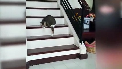 Ayaklarını kaybeden kedinin azmi şaşırtıyor