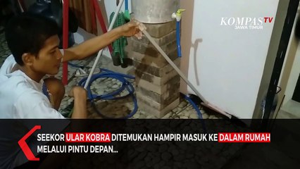 Ular Kobra Bikin Panik Warga Jember