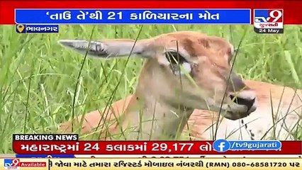 21 black bucks died at National Park in Bhavnagar due to cyclone Tauktae _ TV9News
