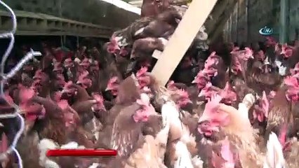 Tavuk kümesinde ilginç olay!