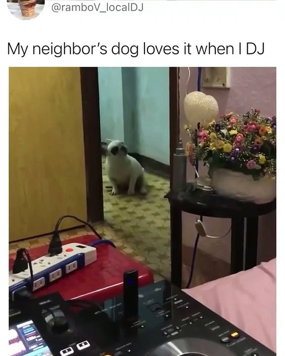 Dog loves to dj