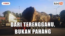 'Lori angkut balak luar biasa dari Terengganu, bukan Pahang' - JPNP