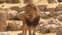 El Zoo de Barcelona testa con PCR a sus animales después del positivo de cuatro leones