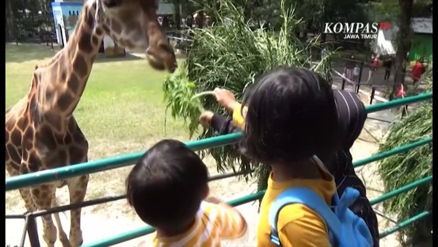 Serunya Memberi Makan Hewan di Kebun Binatang Surabaya