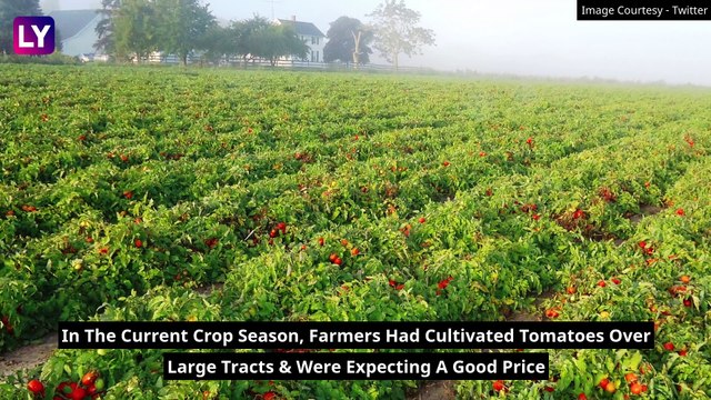 Karnataka: Farmers Forced To Dump Tomato Harvest BY The Roadside As Bumper Harvest Goes Unsold