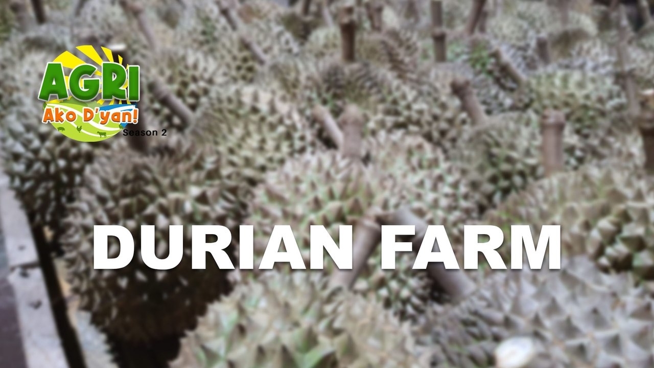 “DURIAN FARM” Ep.43 AGRI Ako D’yan